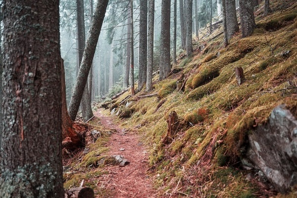 Maquinista-Maquinaria-Forestal-Format